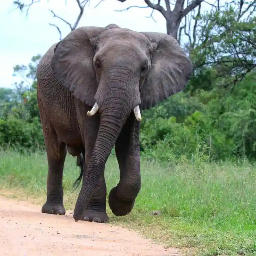 Elephant Safari Manyeleti