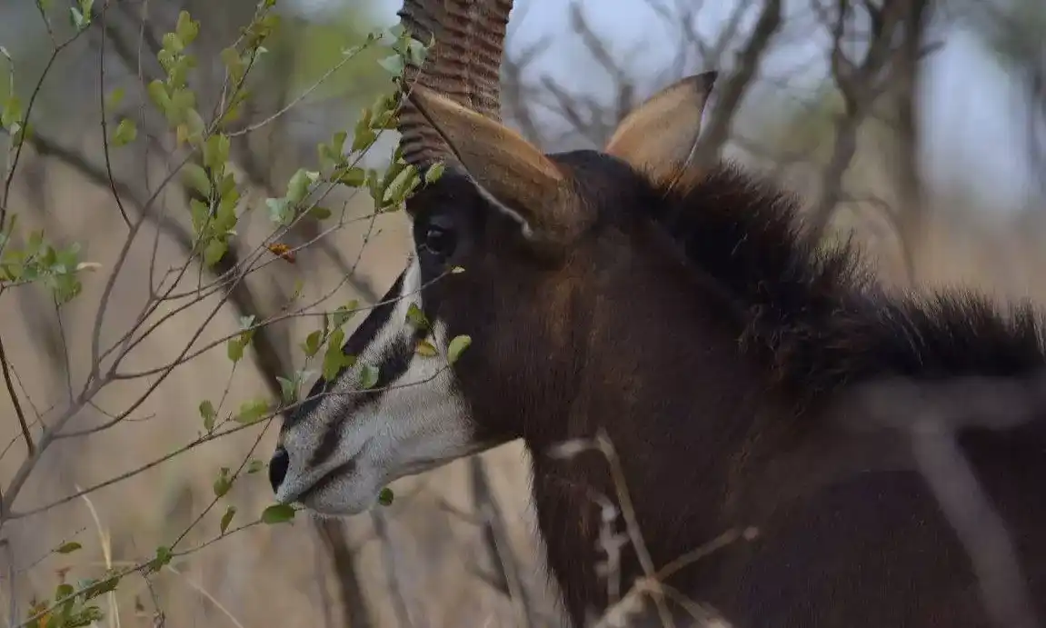Sable Antelope Kruger National Park