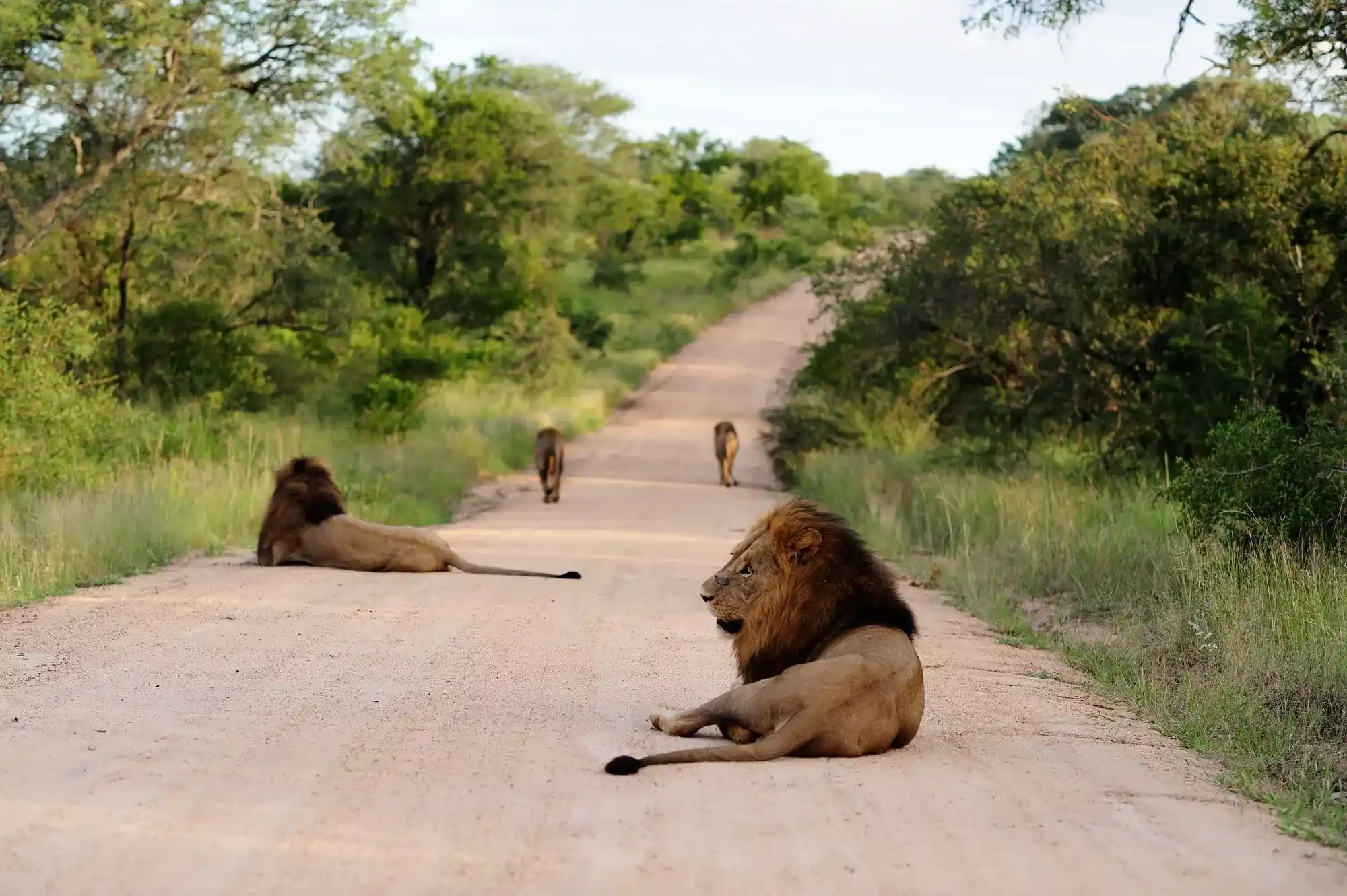 Manyeleti Game Reserve Safaris