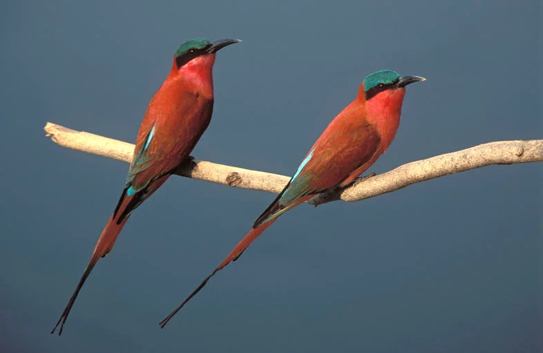 Bee Eater South Africa