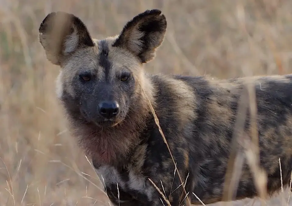 African Painted Dog