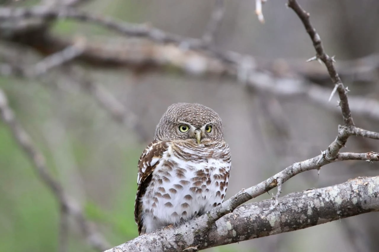Owl Kruger Park