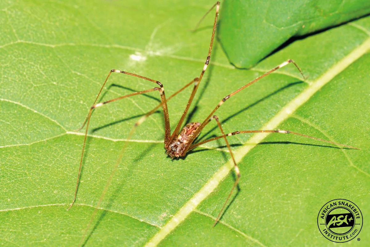 Daddy Long legs Spider