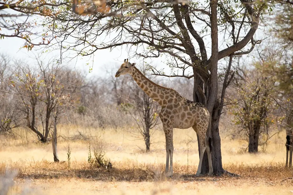 Etosha National Park Safaris