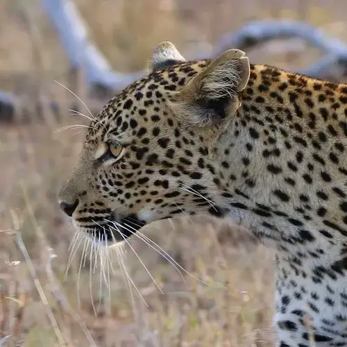 Leopard Safaris Kruger Park