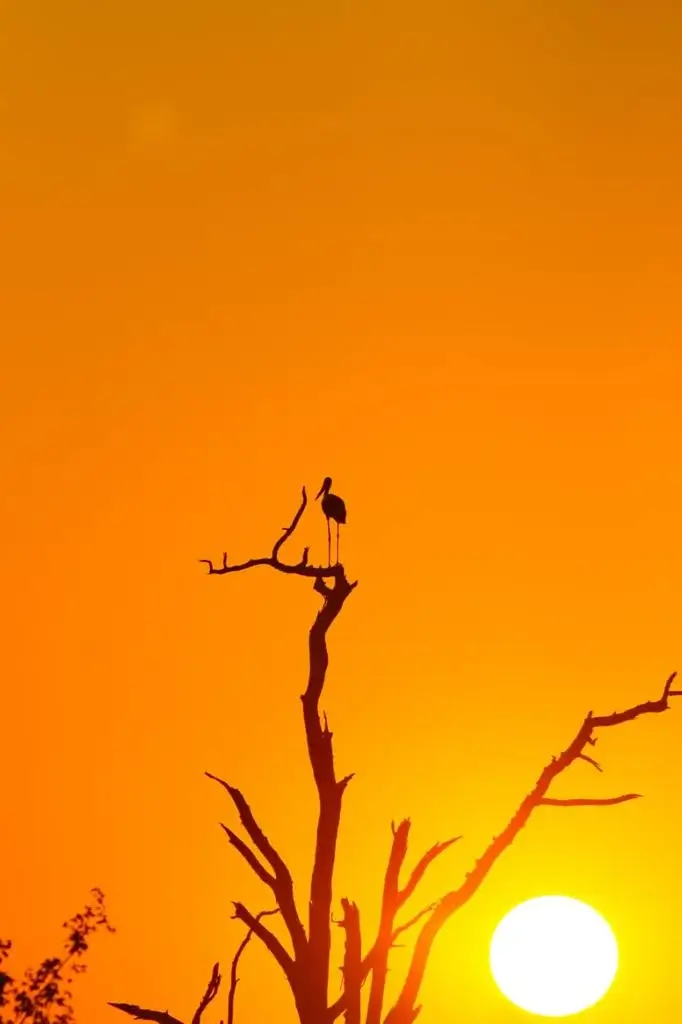 Zonsondergang in het Krugerpark