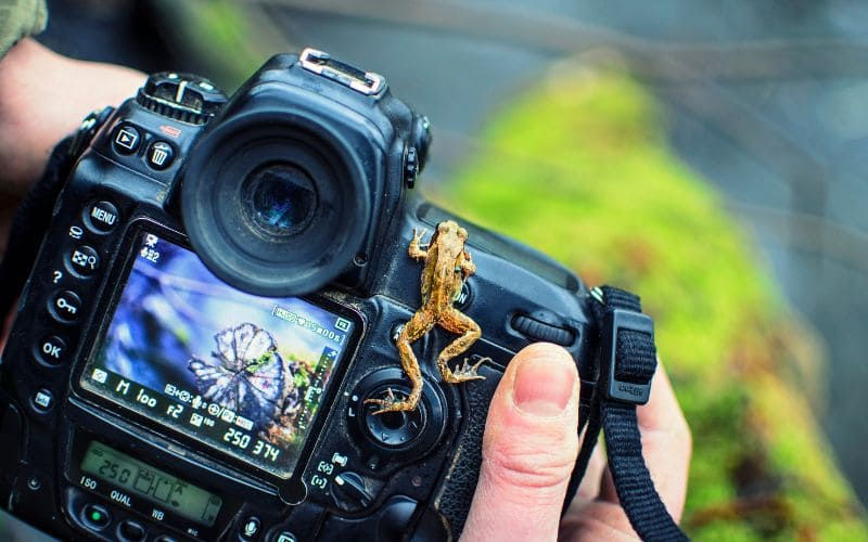 Safari Photography