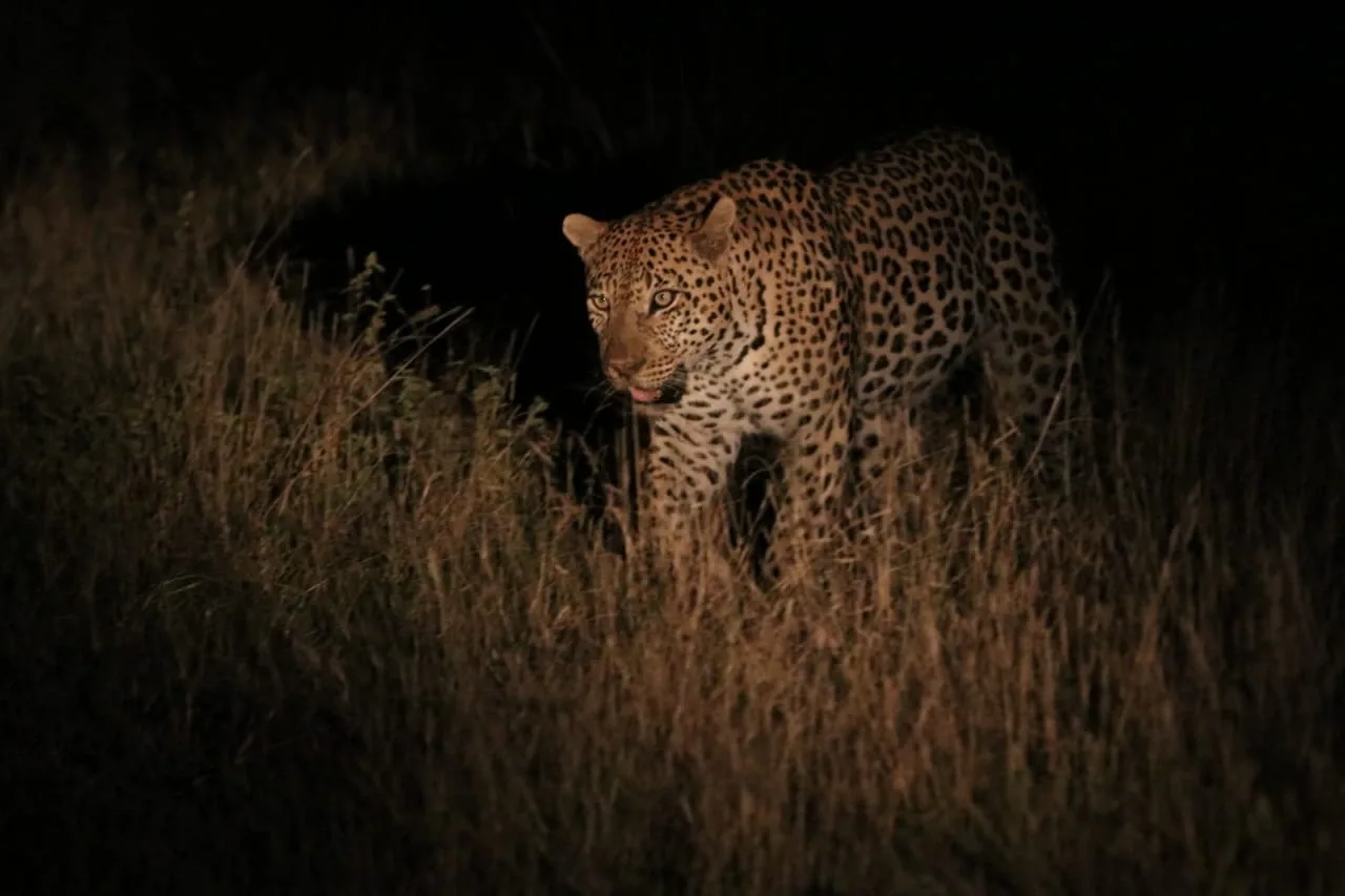 Leopard Night Drive