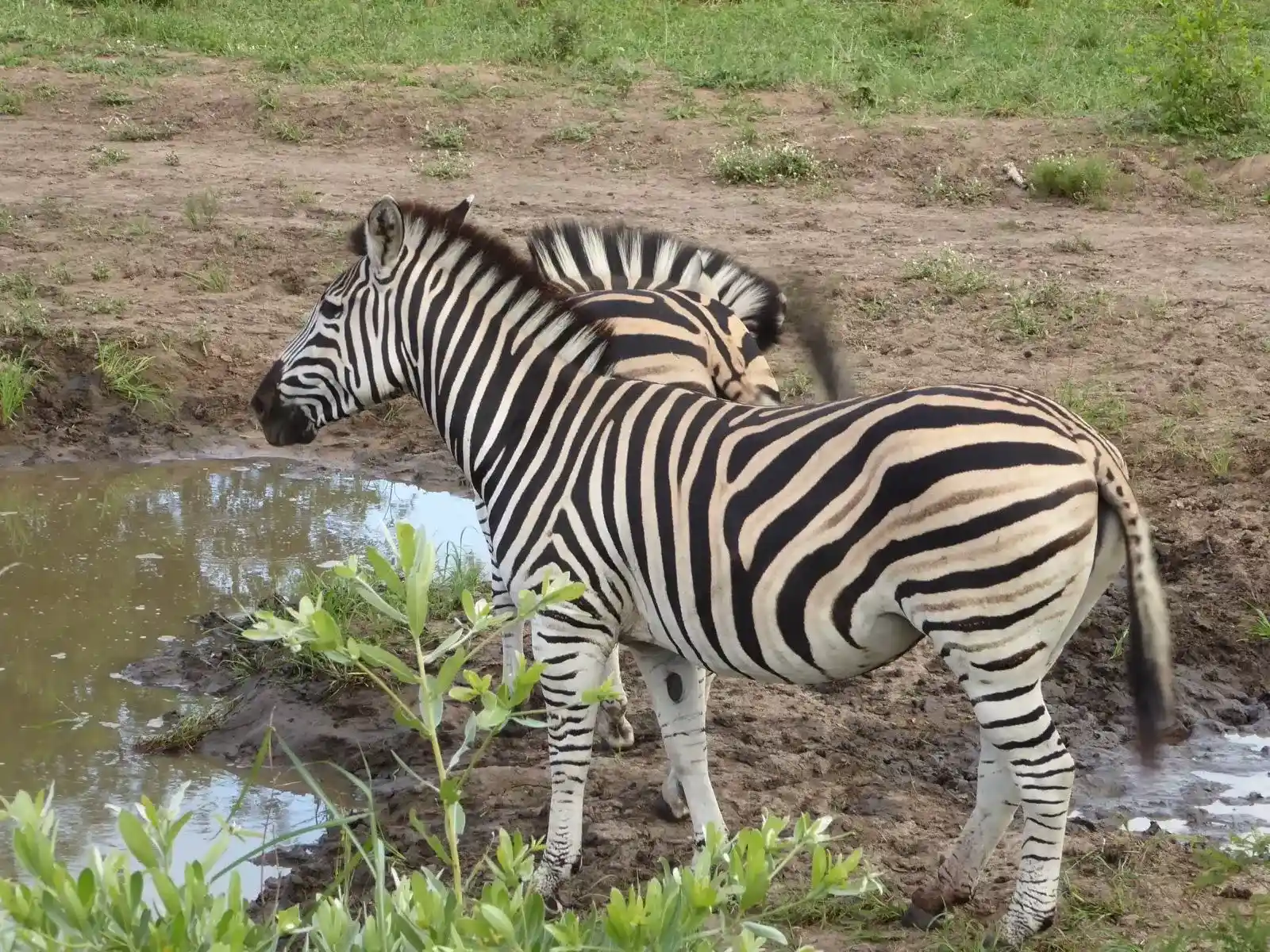 Madikwe Safaris