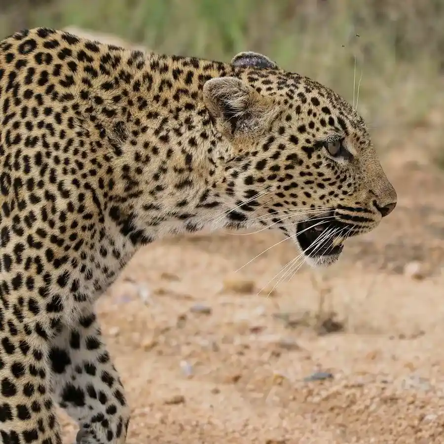 Spotted Cat Predators