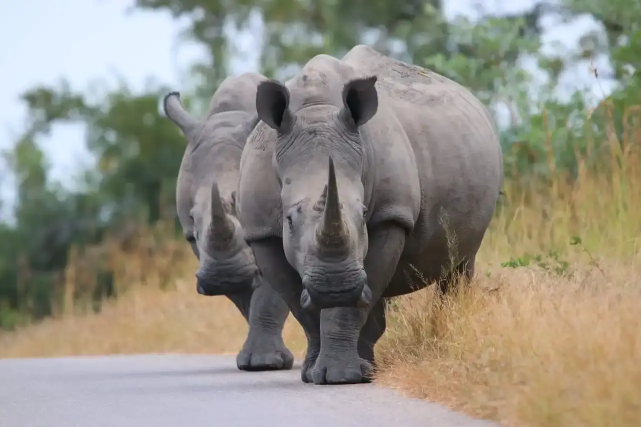 Rhino Sightings