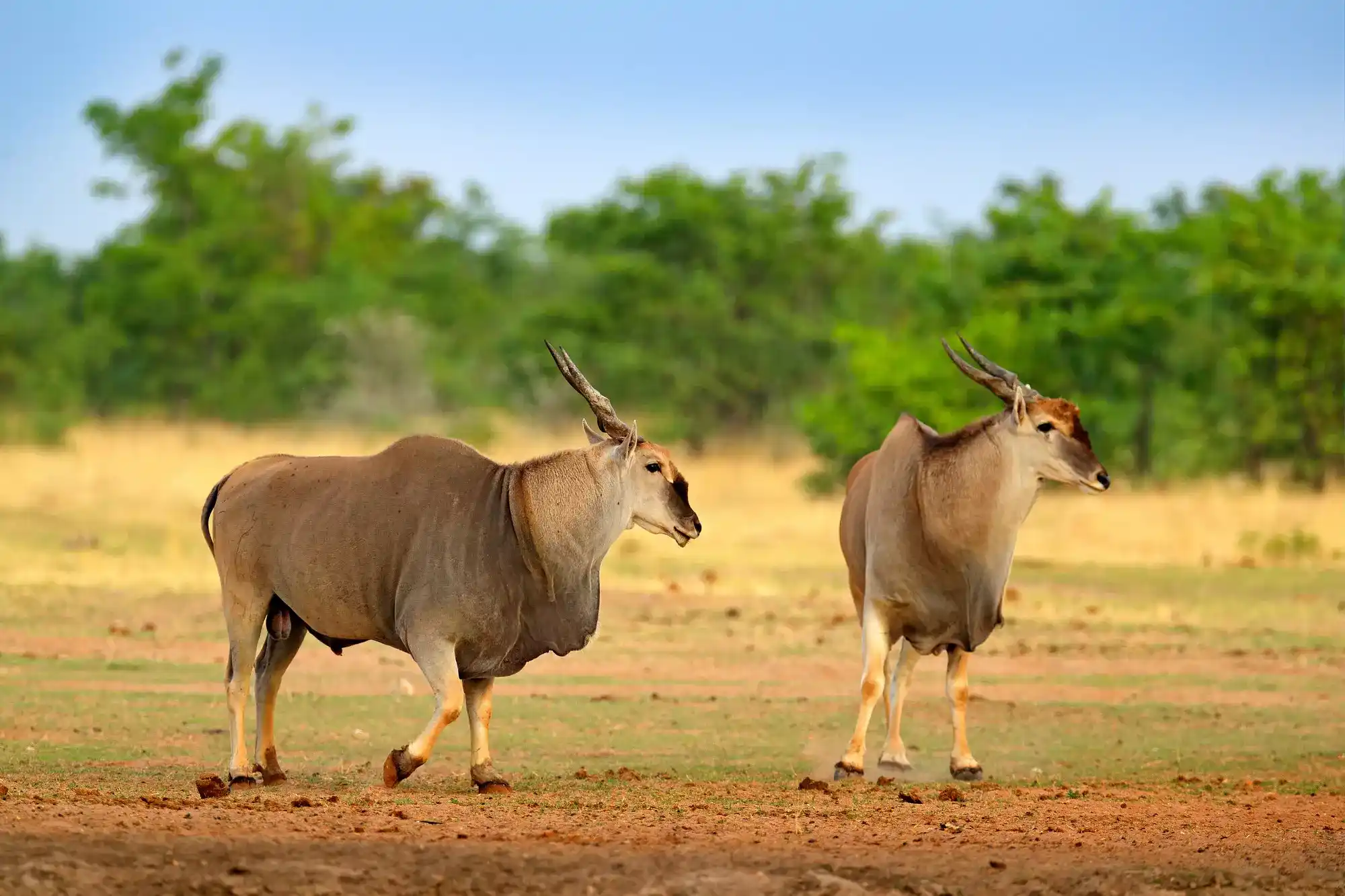 Eland Kruger National Park