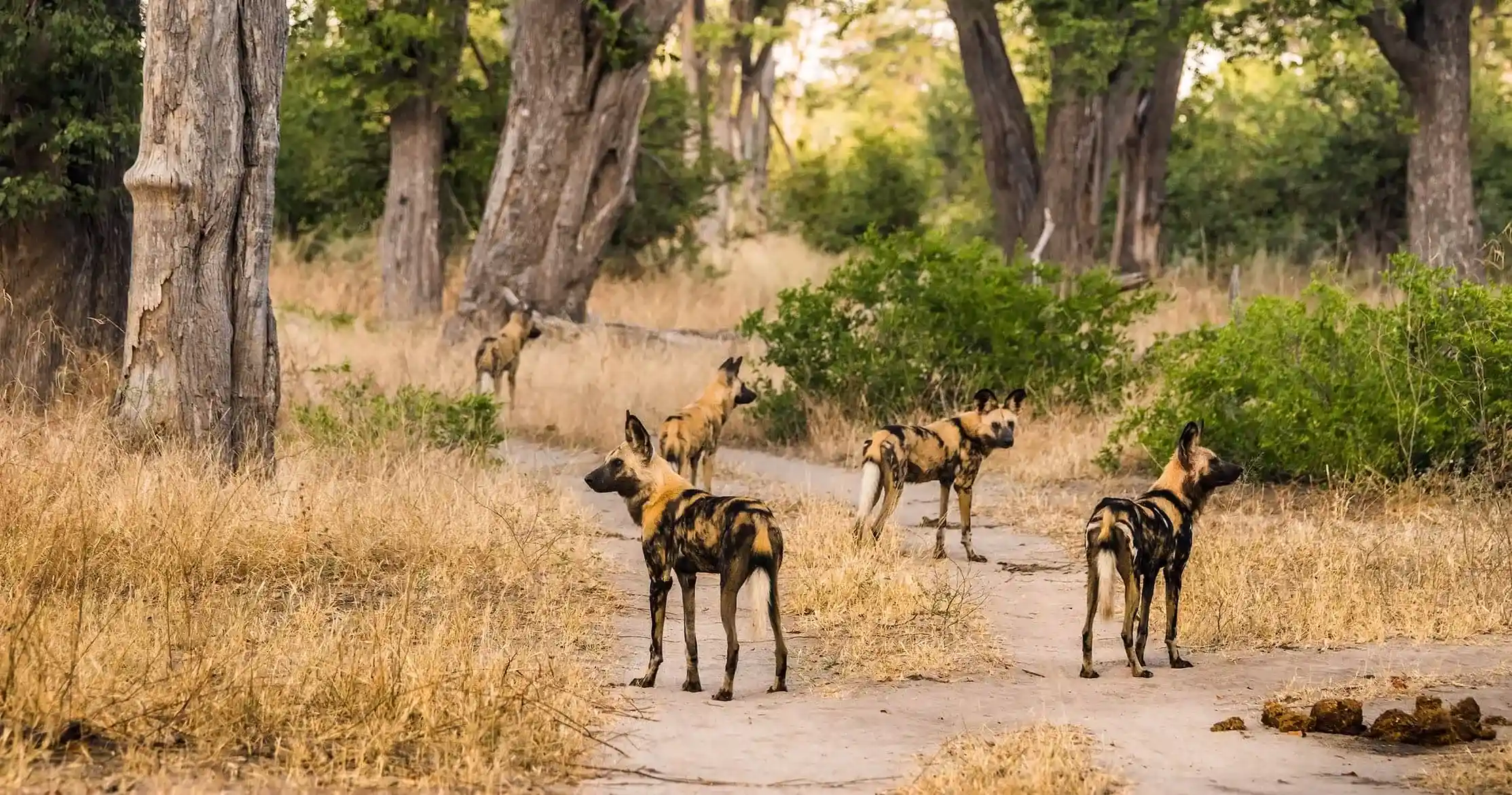 Moremi Game Reserve