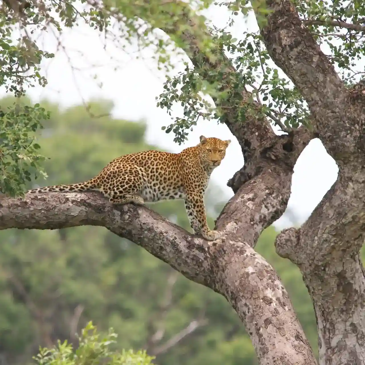 Safaris Holidays from Phalaborwa Gate