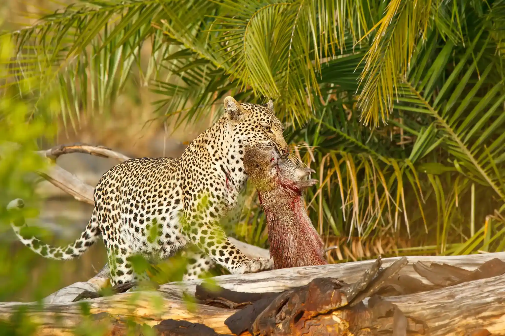 Limpopo Safaris