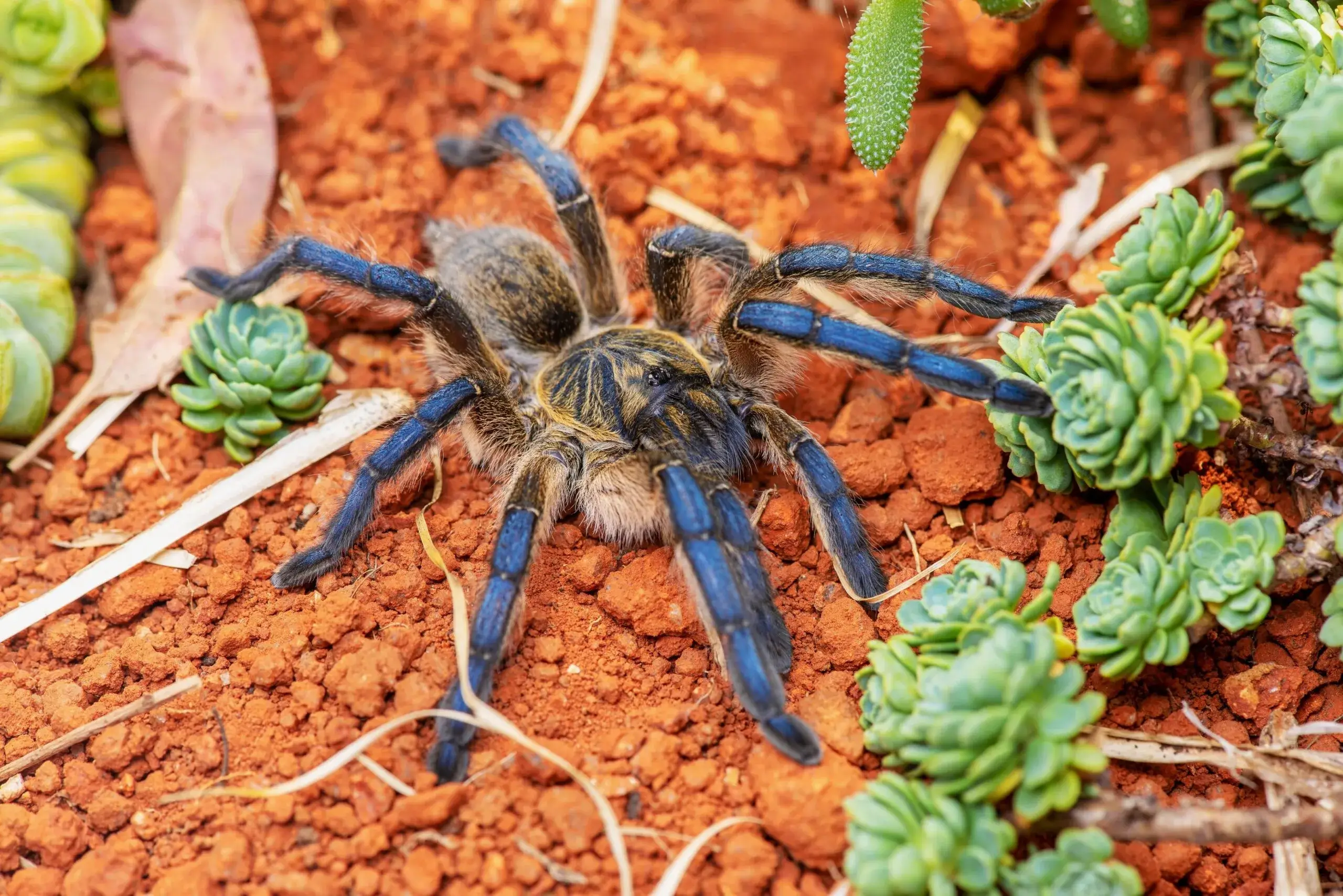 Southern Baboon Spider