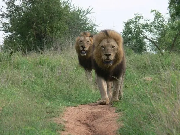 Lions de Sabi Sands