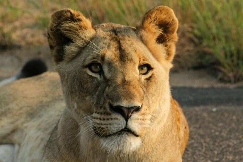 Safari and Outdoor