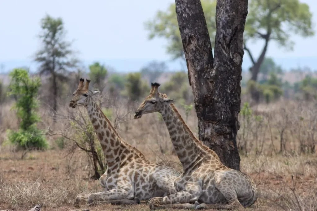 Giraffe Safaris Kruger National Park
