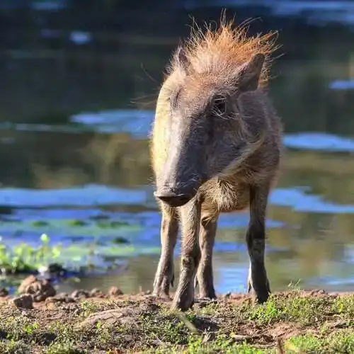 Travelocity Kruger National Park