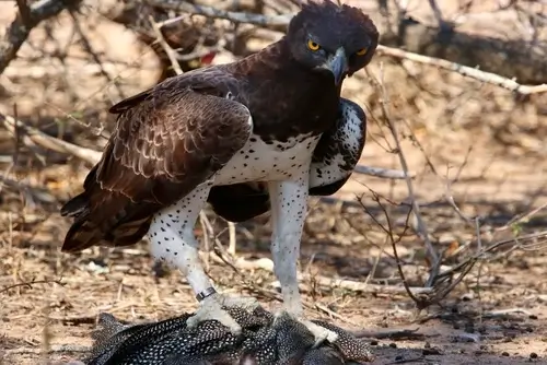 Birds of Prey Kruger Safaris