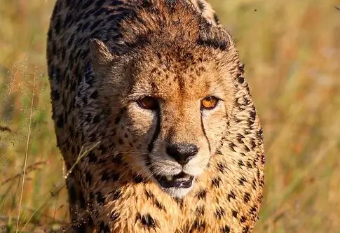 Traditional South African Safaris