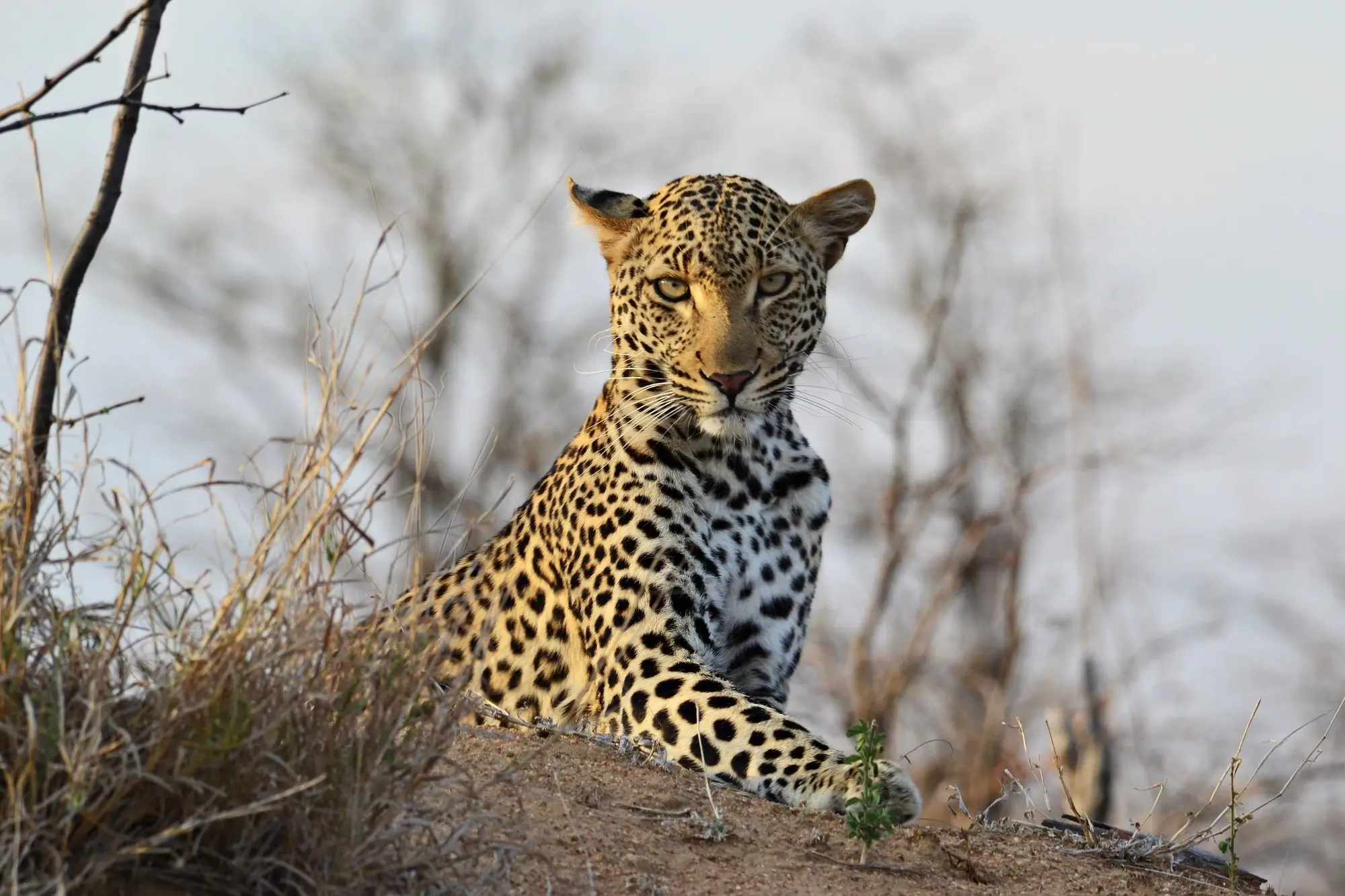 Leopard cats in africa