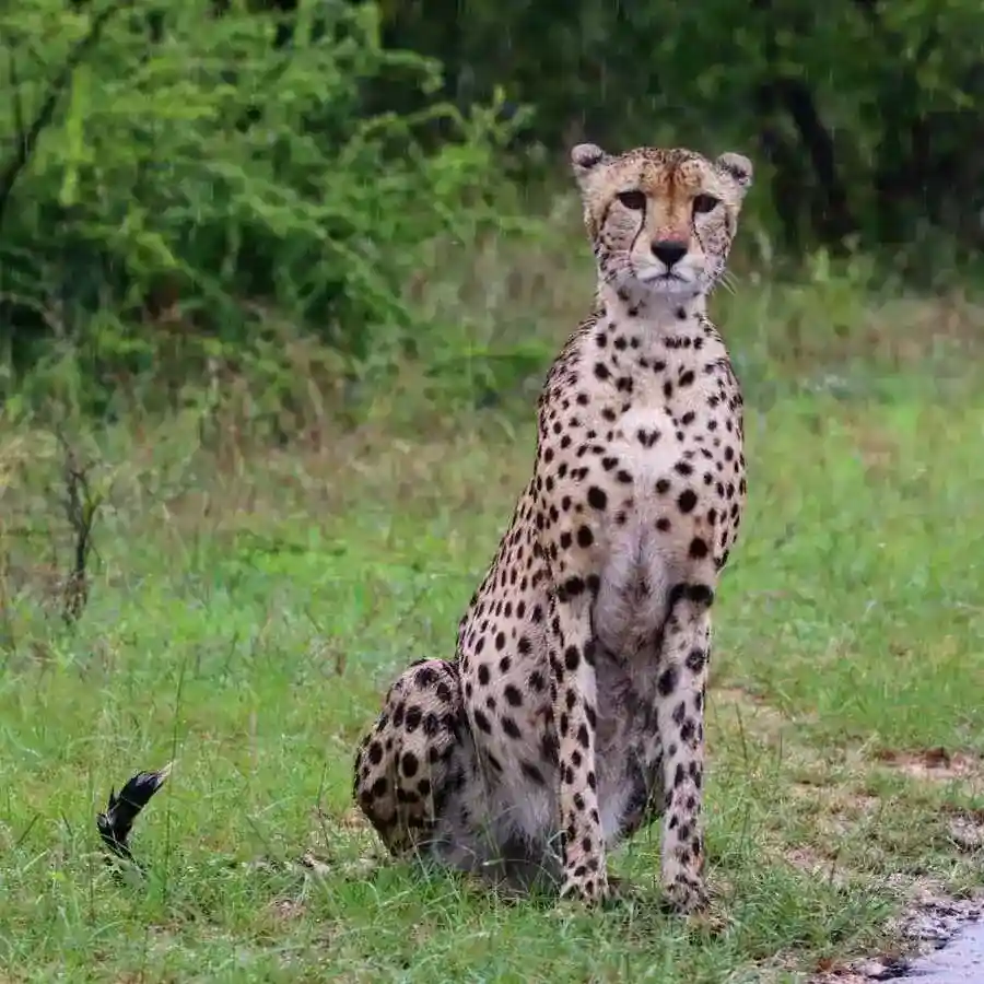 Cheetah Safari Manyeleti