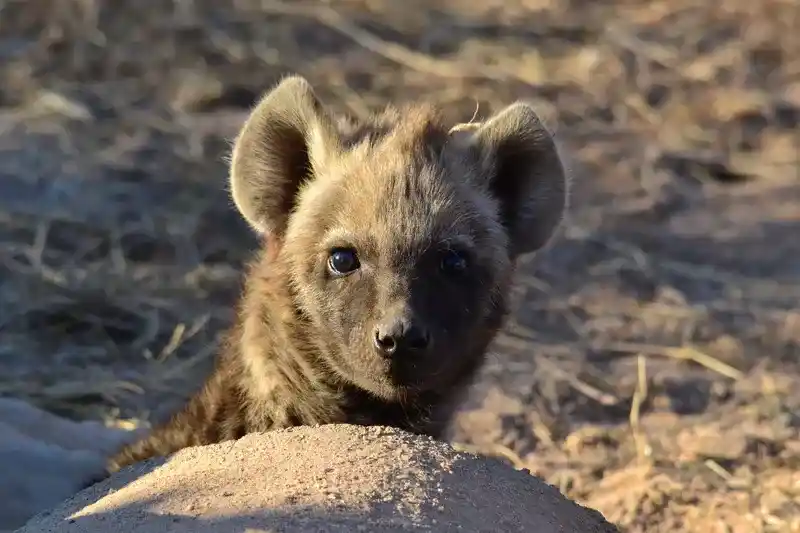 Big 5 Safari Packages
