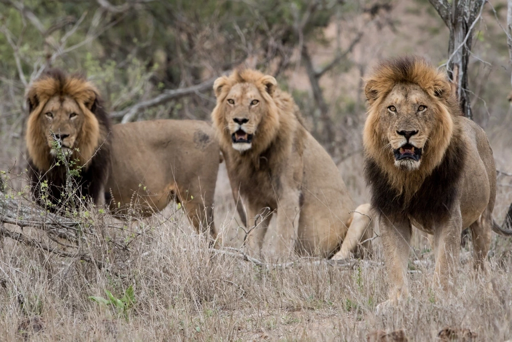 Male Lion Trio