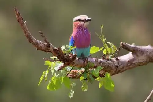 Lilac Breasted Roller Kruger Safaris