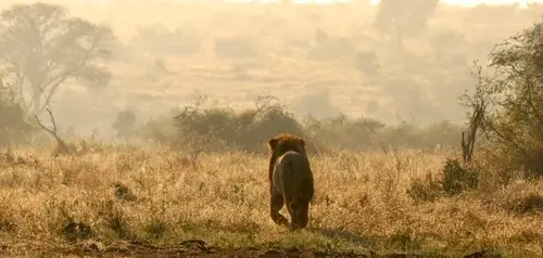 Cats of Kruger National Park