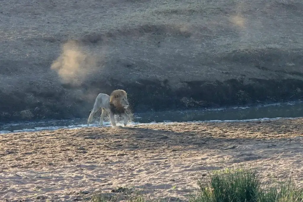 Lion crossing river in Kruger National Park
