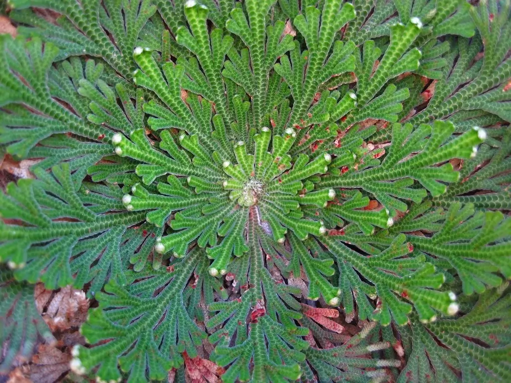 The Resurrection Plant