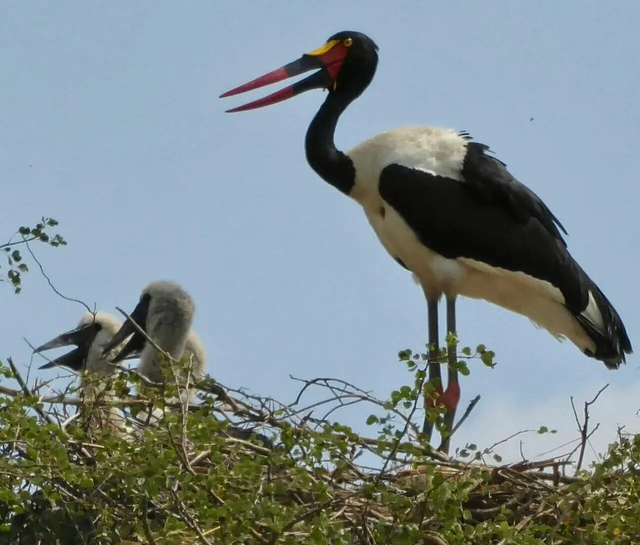 Saddle-Billed Stork & Young