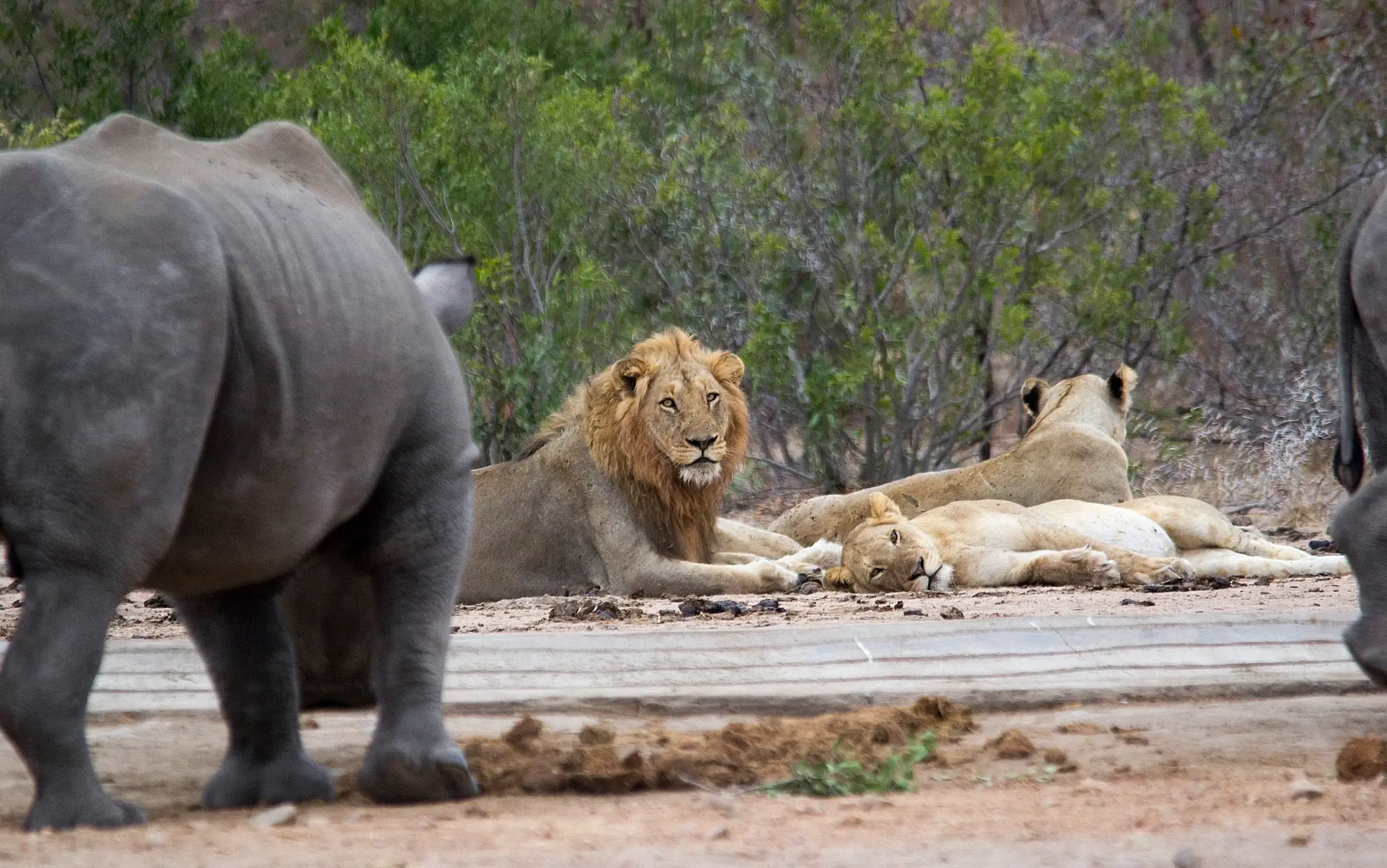 Rhino & Lion Safaris