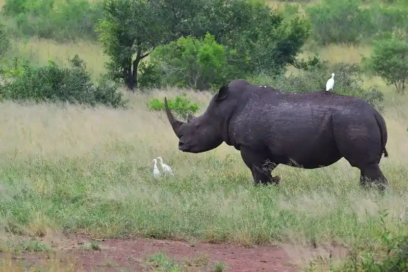 Safari trips Africa