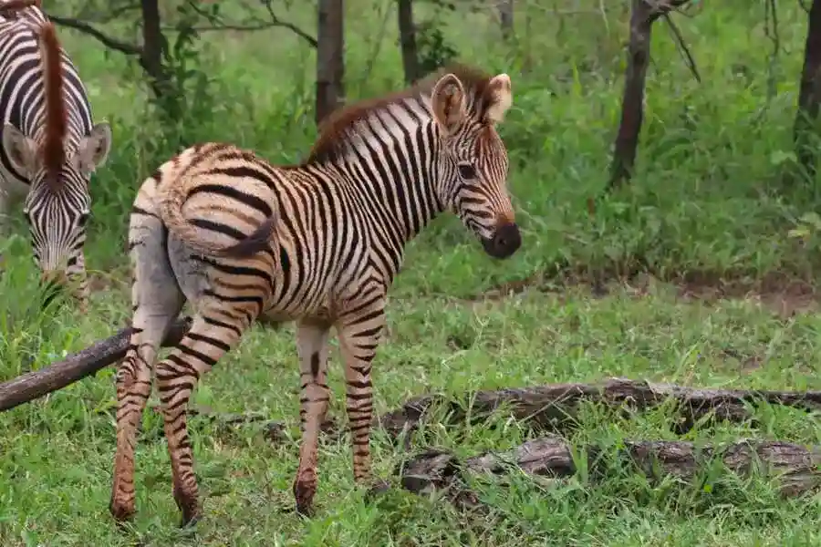 Zebra Manyeleti