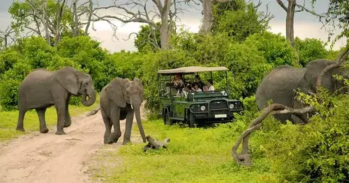 elephants-game-drive Chobe National Park