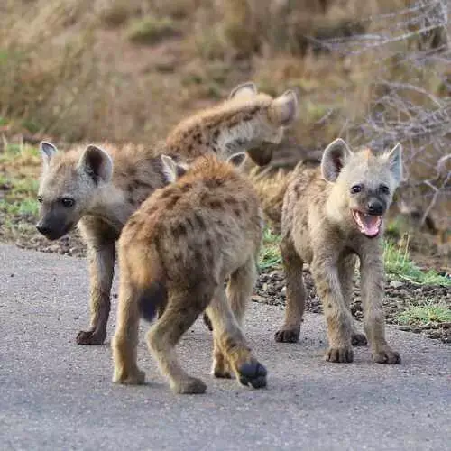 Hyena Safaris Kruger National Park