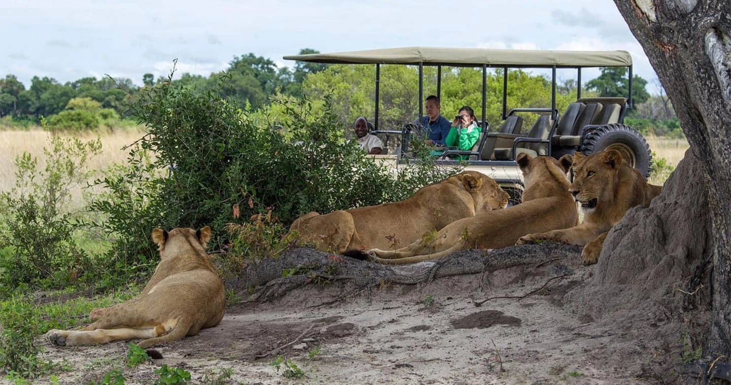 game-drive-chobe