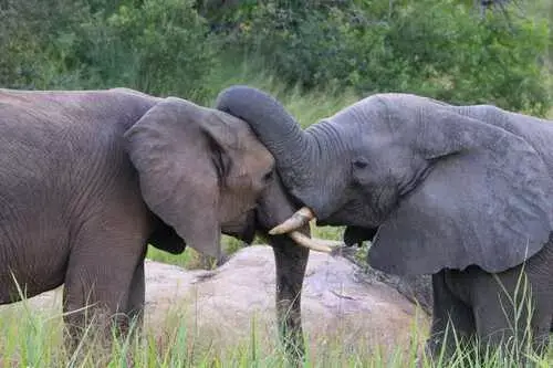 Herd of Elephants Kruger Park Safaris