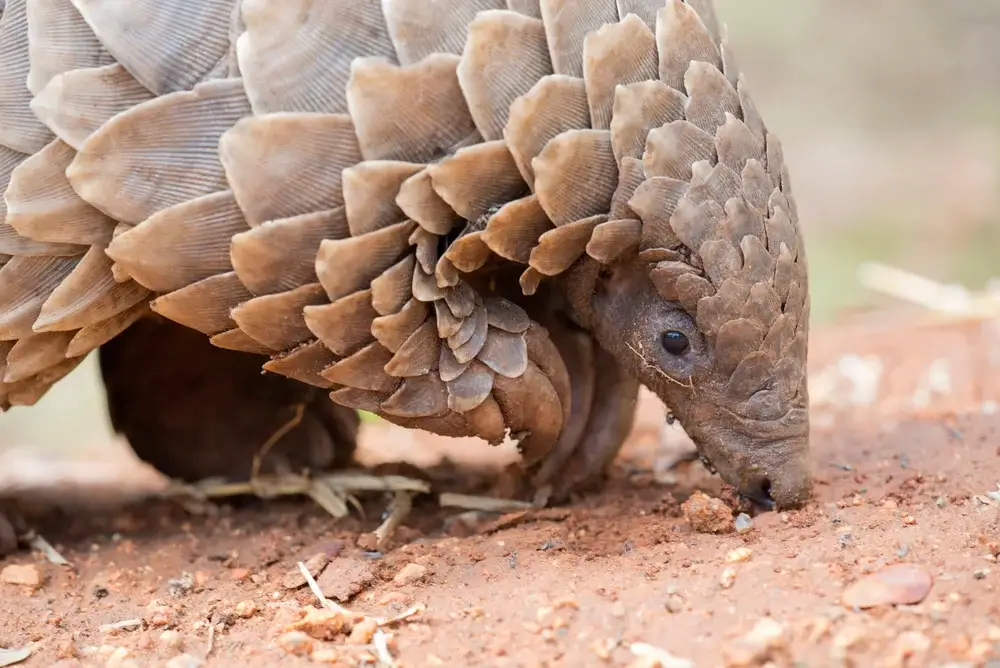 Pangolin