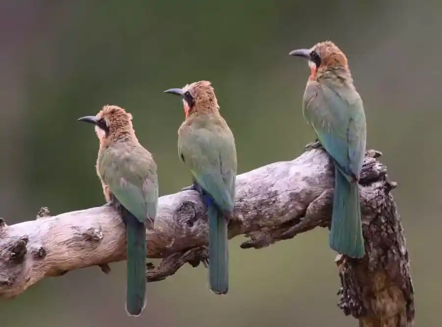 Birds Manyeleti