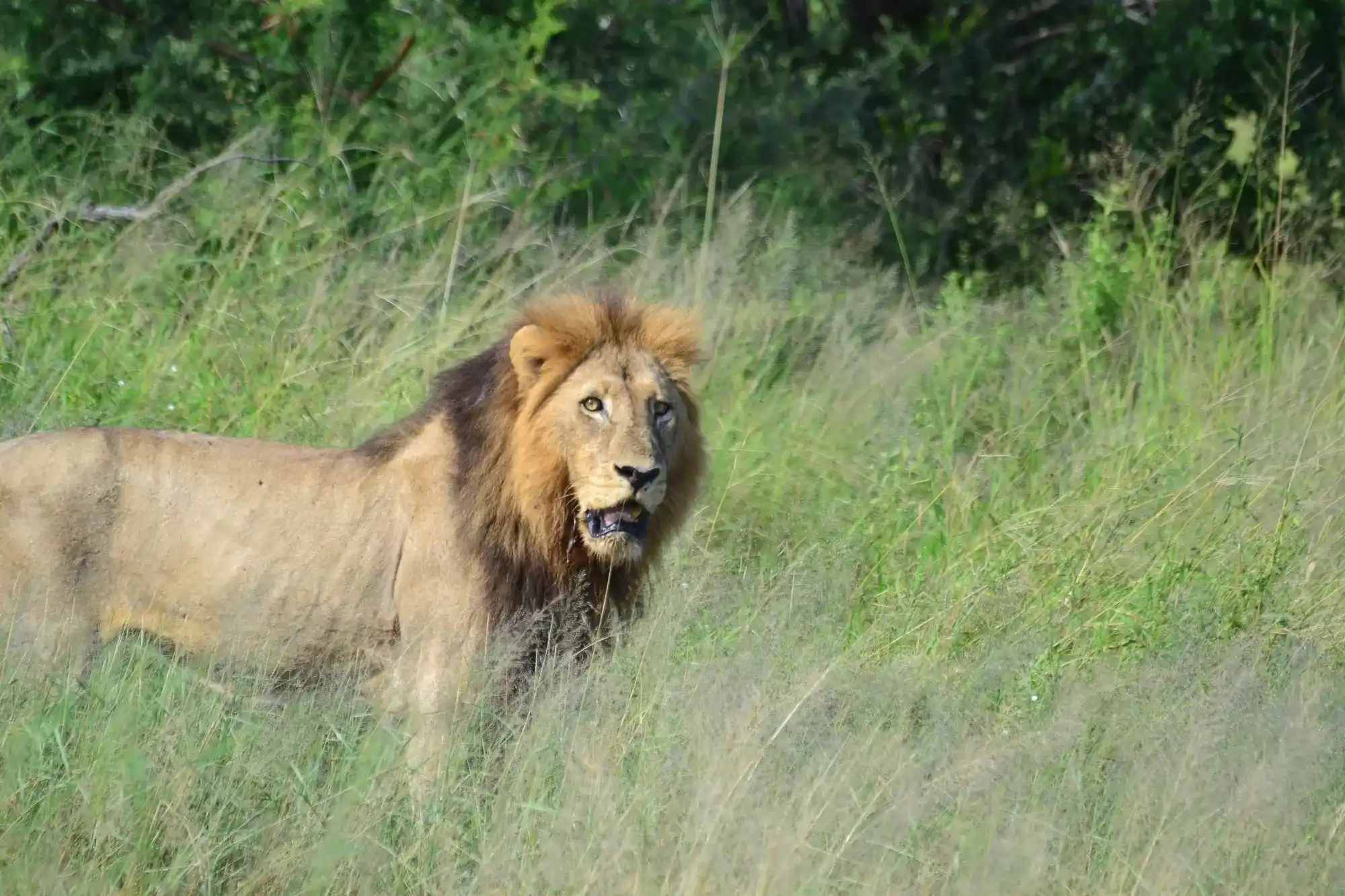 Budget Safaris with Nhongo Safaris