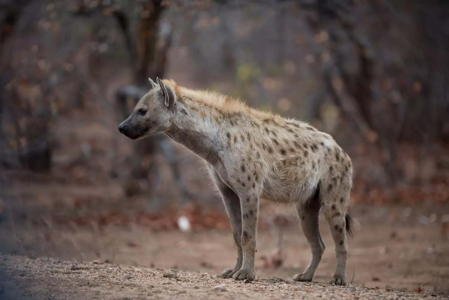 Spotted hyena Manyeleti