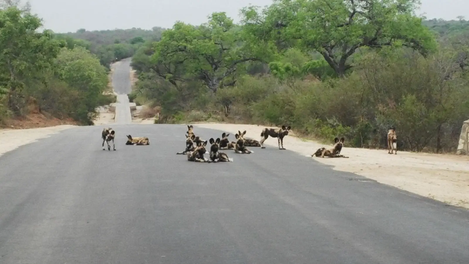Wild Dog Pack