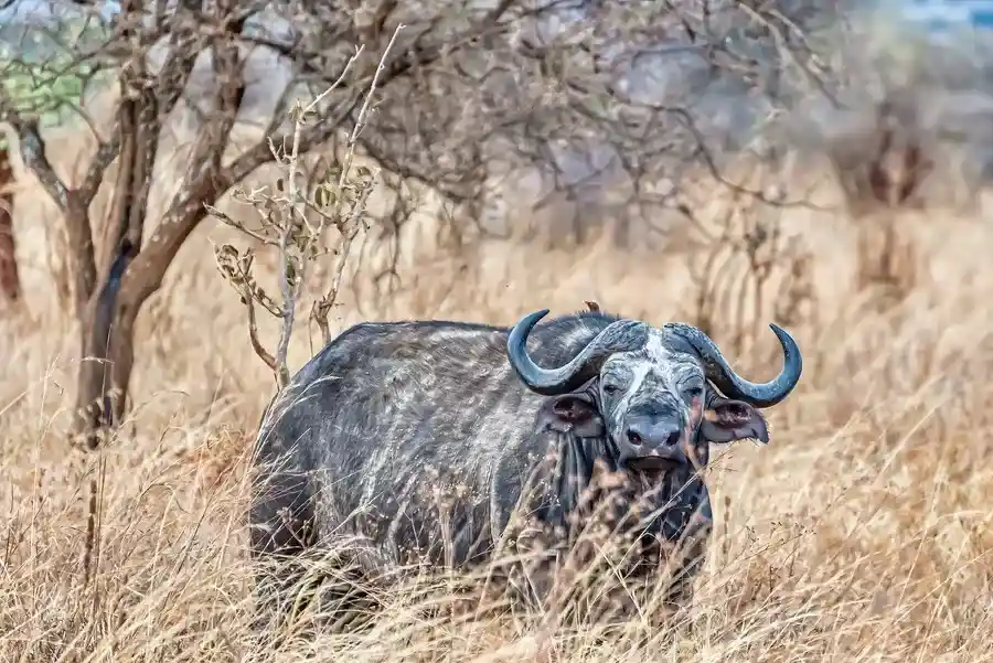 water-buffalo Kruger Park