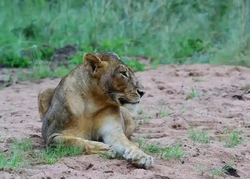Victoria Falls Safari