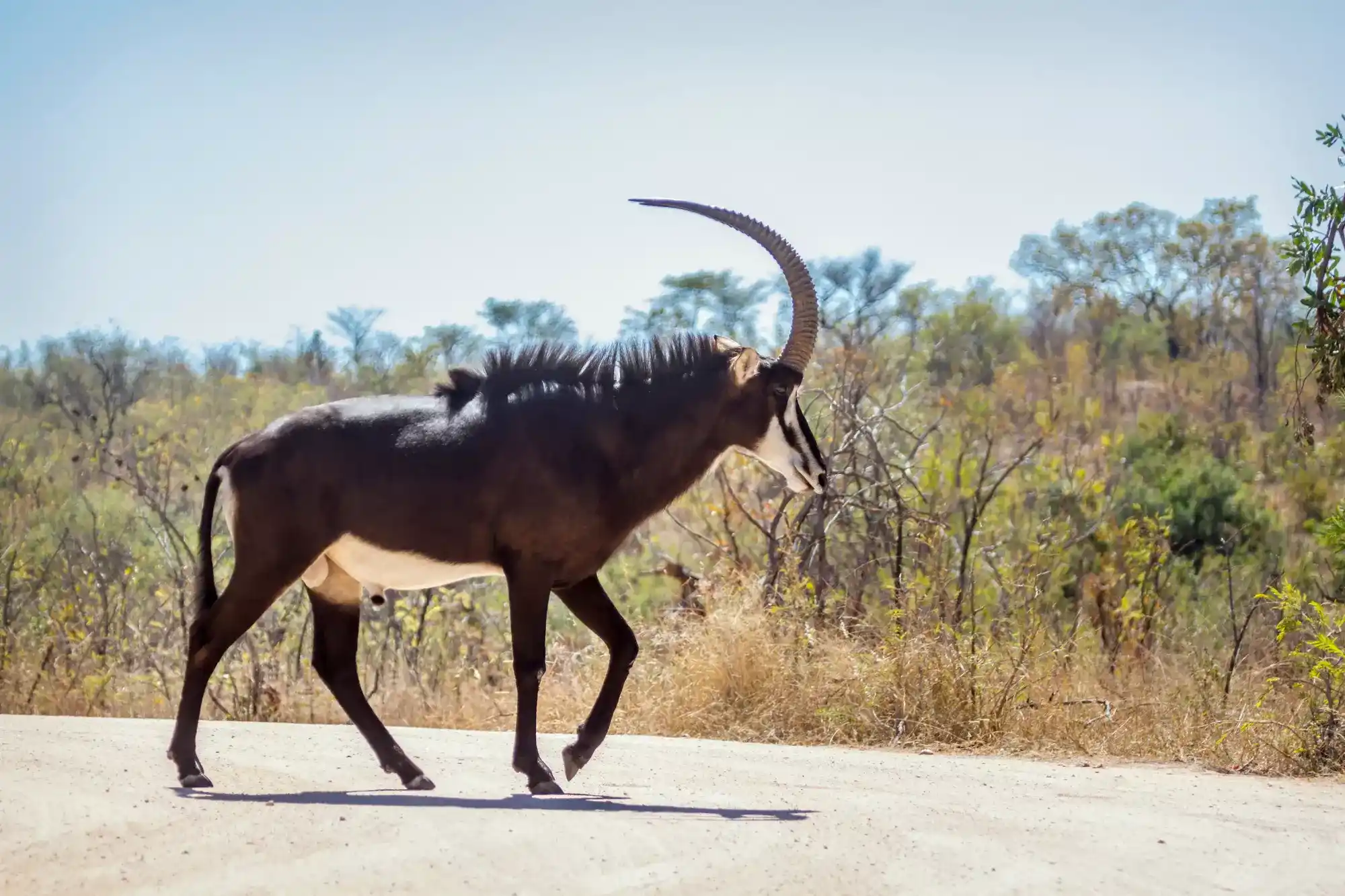 Sable Antelope Private Lodge Safaris